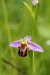 Ophrys apifera