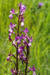 Anacamptis laxiflora