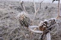 Datura stramonium