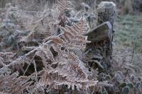 Pteridium aquilinum