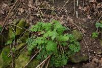 Chelidonium majus