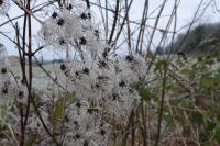 Clematis vitalba