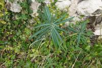 Euphorbia lathyris