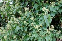 Hedera helix