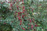 Crataegus laevigata