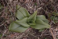 Himantoglossum hircinum