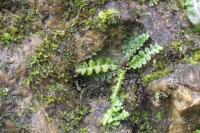 Asplenium ceterach