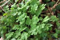 Chelidonium majus