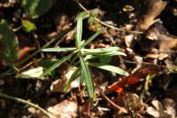 Euphorbia lathyris