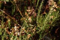 Erica cinerea