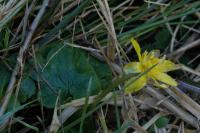 Ficaria verna