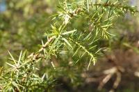 Juniperus communis