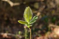 Lonicera periclymenum
