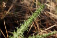 Ulex minor