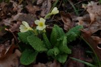Primula vulgaris