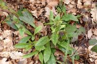 Pulmonaria longifolia