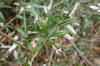 Rubia peregrina