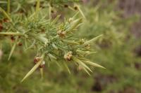 Ulex europaeus