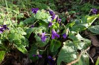 Viola odorata
