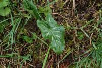 Arum italicum