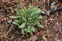 Pulmonaria longifolia
