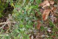 Rubia peregrina