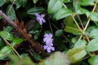 Vinca minor