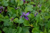 Viola odorata