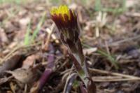 Tussilago farfara