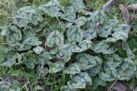 Cyclamen hederifolium