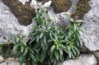 Erysimum cheiri