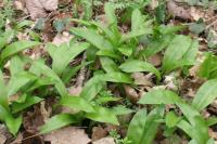 Allium ursinum