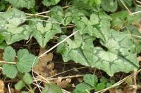 Cyclamen hederifolium