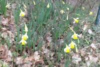 Narcissus pseudonarcissus