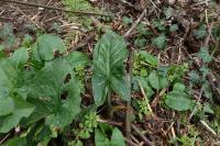 Arum italicum