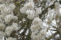 Clematis vitalba