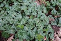 Cyclamen hederifolium