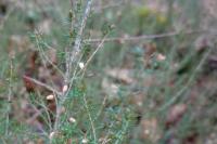 Erica cinerea
