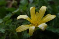 Ficaria verna