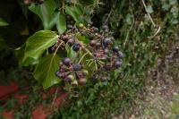 Hedera helix