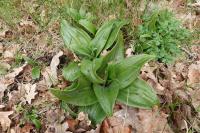 Himantoglossum hircinum