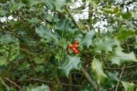 Ilex aquifolium