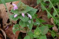 Lamium purpureum