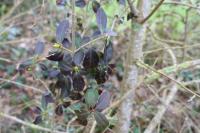Ligustrum vulgare