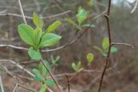 Lonicera periclymenum
