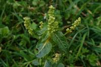 Mercurialis annua