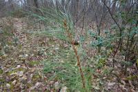 Pinus sylvestris