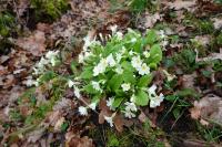 Primula vulgaris
