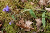 Pulmonaria longifolia