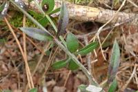 Rubia peregrina